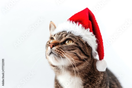 Purrfectly Seasonal: Cat in Santa Hat