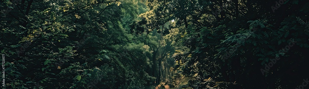 Obraz premium Landscape decorated with sturdy forest trees.