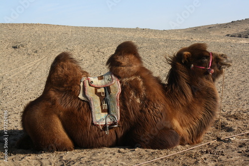 A Mongolian bactrian camel in the lonely desert of Gobi region, Bogd Chuun Uul, in Umnugovi province, Mongolia. The surrounding desert is so silent and windy all day long. The Gobi camels are unique.