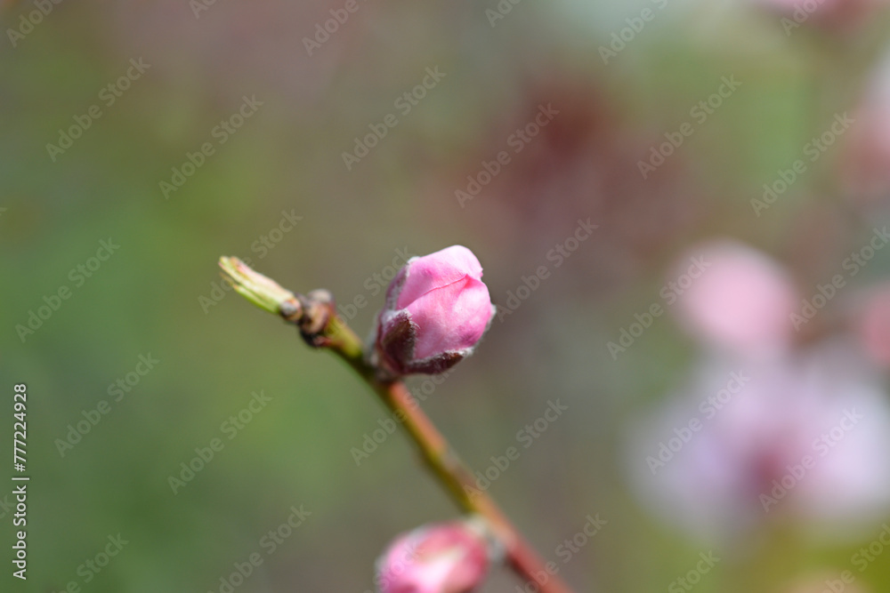 Peach tree Sanguinella branch with flower bud Peach tree Sanguinella branch with flower bud
