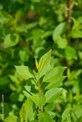 Weeping forsythia leaves