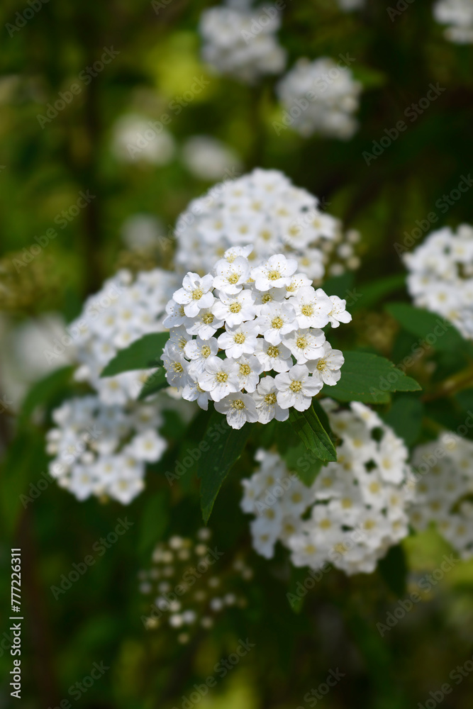 Reeves spiraea branch with flowers Reeves spiraea branch with flowers