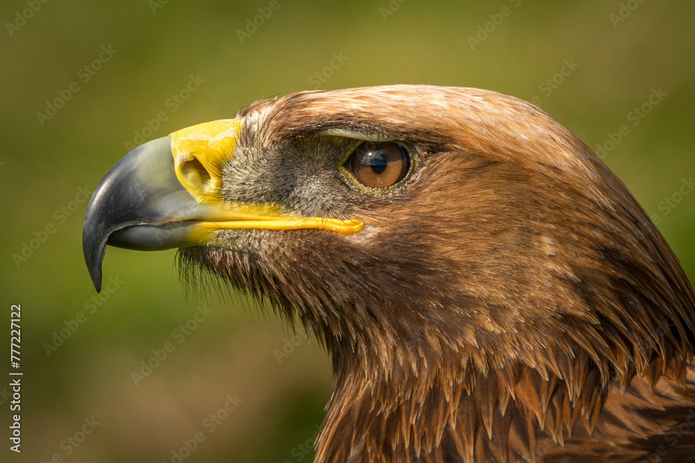 Obraz premium Close-up of golden eagle head with catchlight