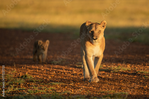 Lioness walking with cub along gravel airstrip