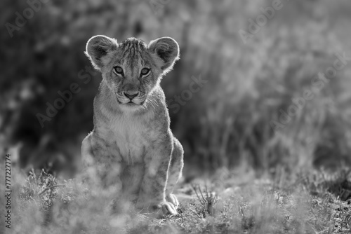 Mono lion cub in grass facing camera photo