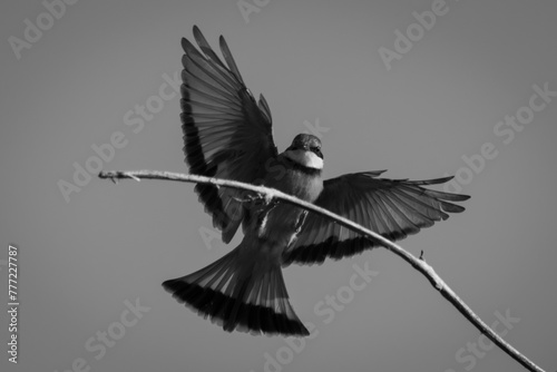 Mono little bee-eater touches down on branch