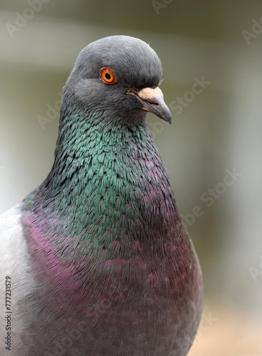Beautiful common pigeon