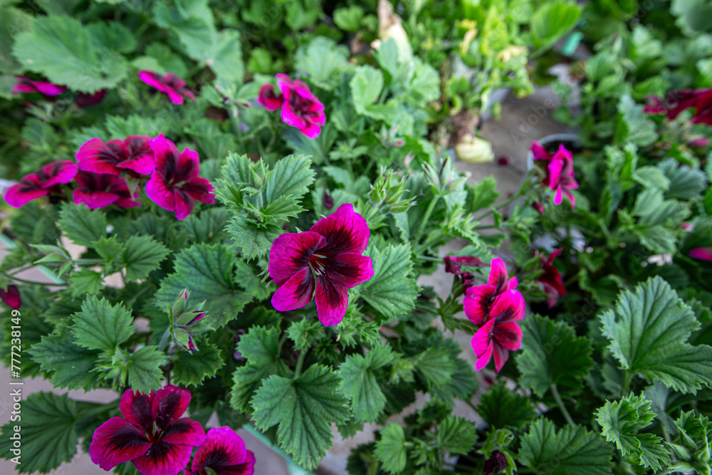 Pelargonium domesticum.White and purple blooming geraniums.Geranium ...