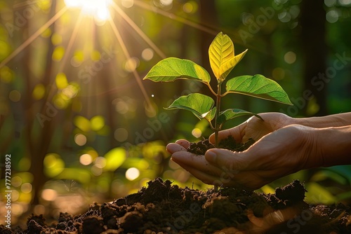 The delicate touch of human hands nurturing a sapling, with rich soil, against the warm backdrop of golden sunlight filtering through leaves..
