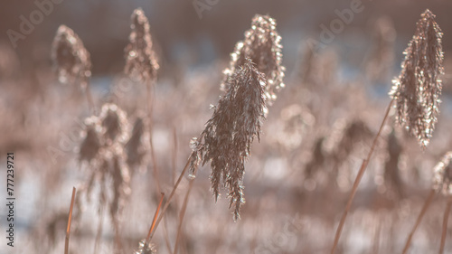 dry ears of reed in the snow near the lake in winter. natural background, winter nature © iloli