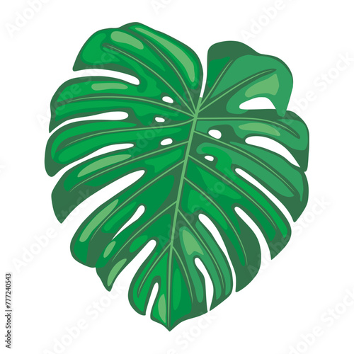 Vector tropical leaf monstera. Philodendron icon big single plant object isolated svg. Summer floral symbol. Flat design element. © Cute Design