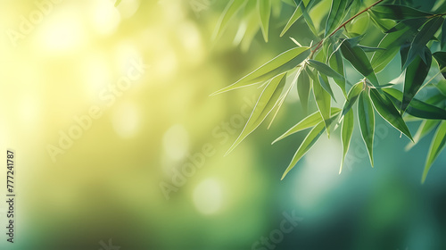 Blurred abstract sunlight background, frame of bright green bamboo leaves isolated on copy space