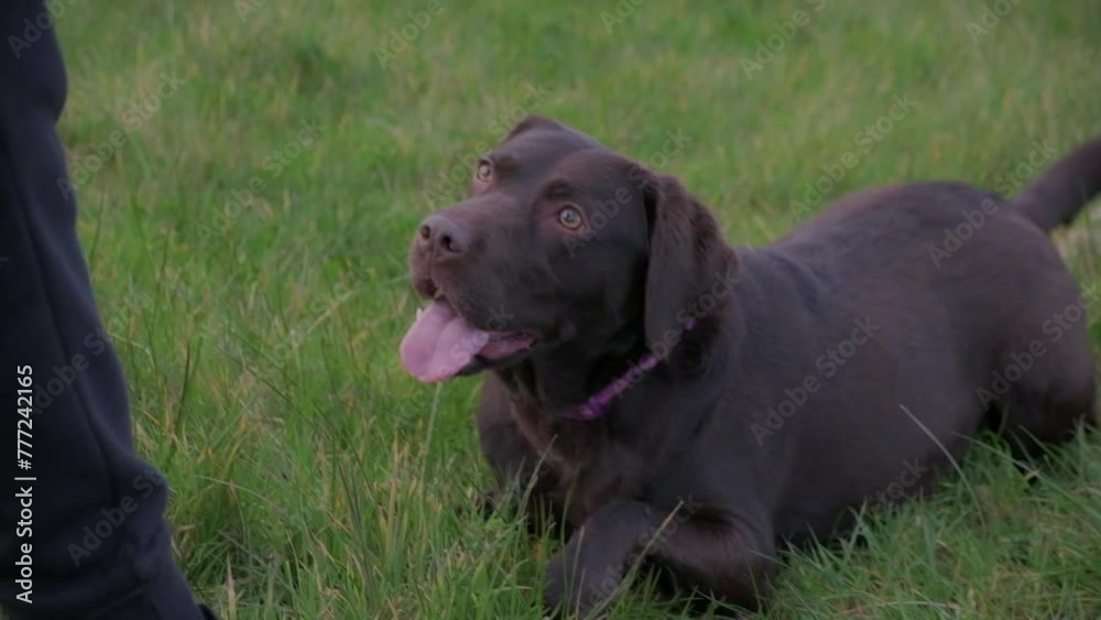 120fps, Slow Motion. Chocolate Labrador Dog Playing on grass, rolls over on command. 120fps, Slow Motion. Chocolate Labrador Dog Playing on grass, rolls over on command.
