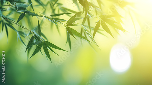 Blurred abstract sunlight background, frame of bright green bamboo leaves isolated on copy space