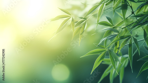 Blurred abstract sunlight background  frame of bright green bamboo leaves isolated on copy space