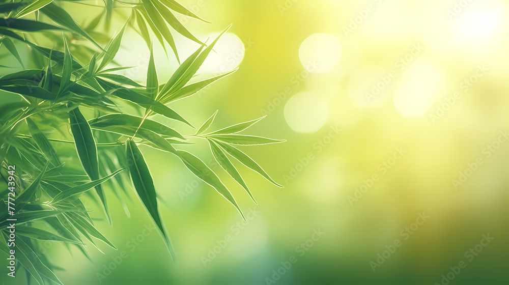 Obraz premium Blurred abstract sunlight background, frame of bright green bamboo leaves isolated on copy space