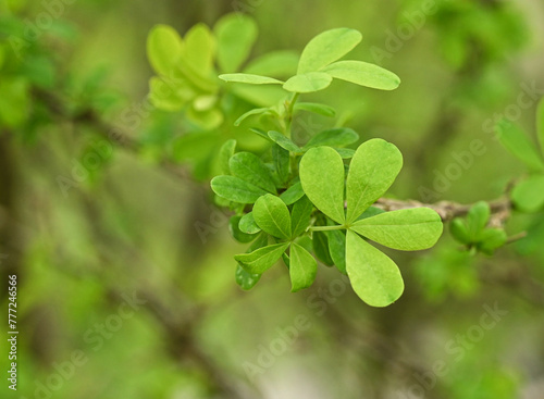 Beautiful close-up of the leaves of caragana frutex