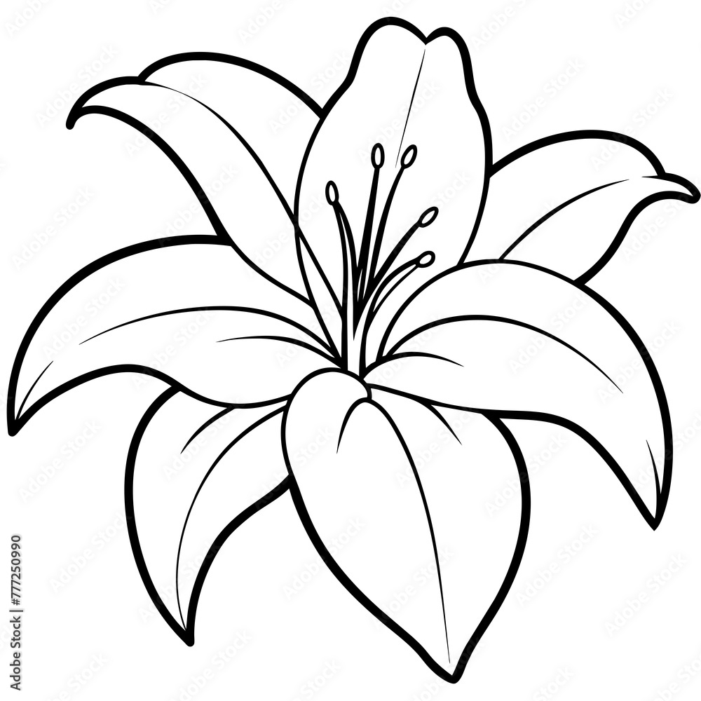 Fototapeta premium beautiful flower white lily - vector illustration