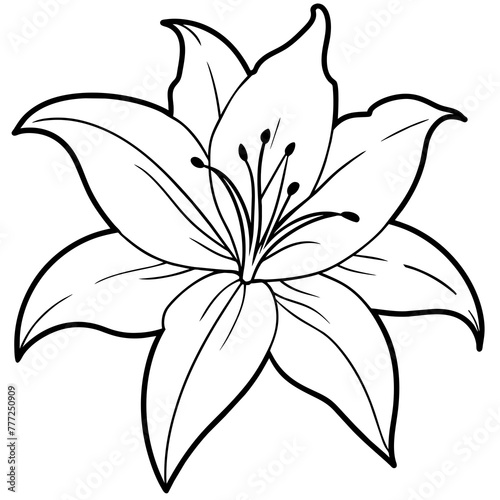 Fototapeta Naklejka Na Ścianę i Meble -  white lily beauty with black borders -  vector illustration
