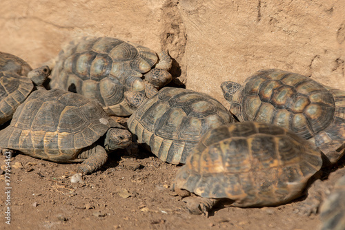Tortoises: Emblem of Patience and Resilience at a sanctuary