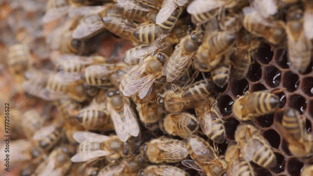 Closeup of honey bees on honeycomb in beehive at apiary