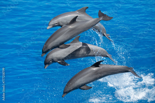 Dynamic Atlantic Bottlenose Dolphins Leaping in the Sea