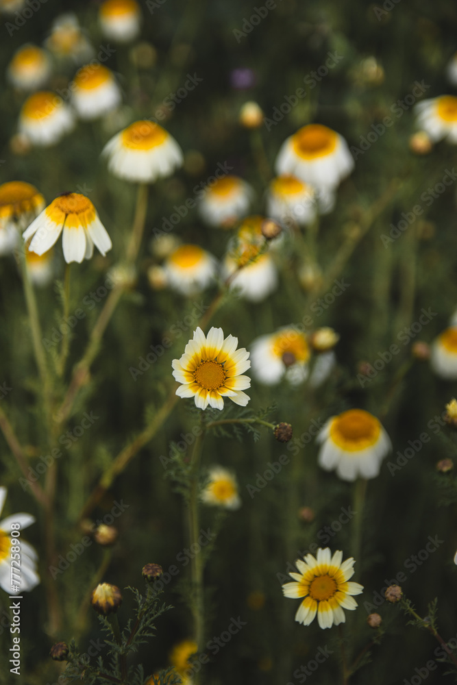 Fototapeta premium Field of Daisy flowers during Spring, white daisy flower background