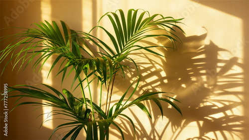 Decorative plant in the sun against the wall in empty studio background for product presentation. The shadow of the leaves of the plant on the wall.