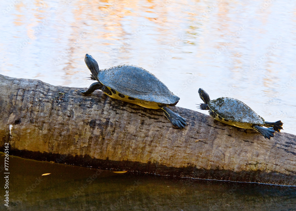 Obraz premium Two cooters, Pseudemy spp, basking on tree trunk in a wetland in Florida. Feet extended to absorb the sun's rays. Isolated against a light background.