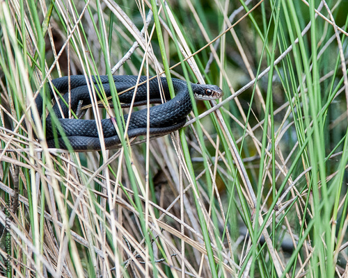 Eastern black racer, Coluber constrictor, suspended in tall reeds on the shore of a wetland. Coiled. photo