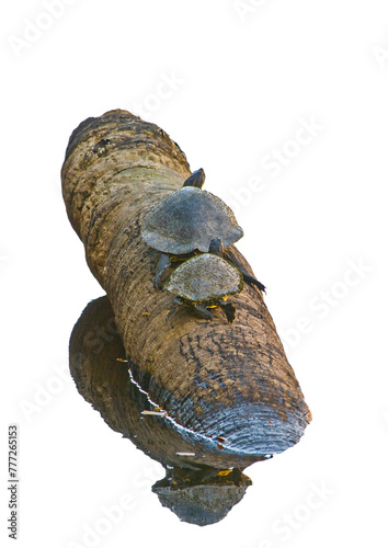 Two cooters, Pseudemy spp., basking on a log, isolated on a white background. Room for type. photo