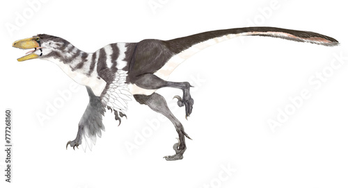 白亜紀後期、最後に残った大型のドロマエオサウルスのひとつ。前肢に羽毛の痕跡の可能性が残っている。
 photo