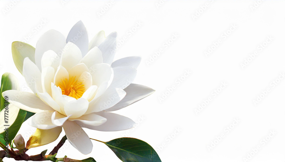 Flat lay spring floral composition. Top view wreath made of peonies flowers on white background