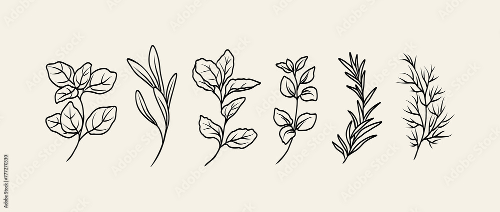 Line art herbs collection. Botanical illustration