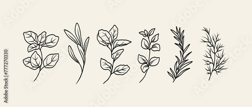 Line art herbs collection. Botanical illustration © Maria