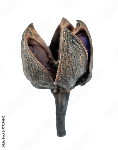 dried black flower, macro shot, close up, top view, flat lay, dried spice isolated on a transparent background, textured graphic element