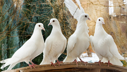 four white doves