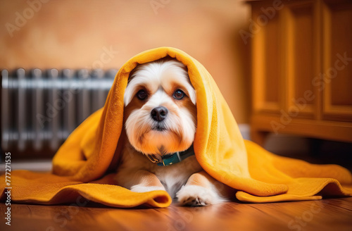 Cozy Canine: Dog Covered with Yellow Blanket to Beat the Cold Indoors © Iana Alter
