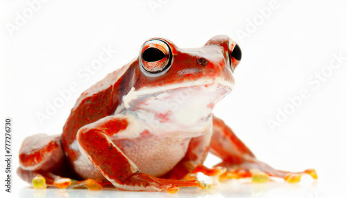 frog closeup on white