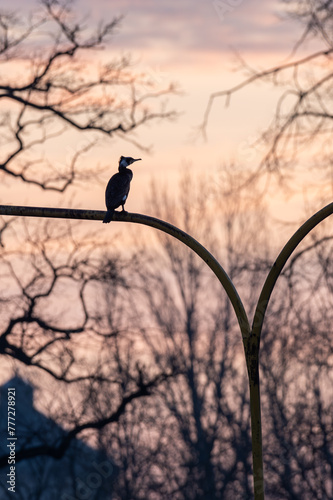 kormoran siedzi na latarni w mieście