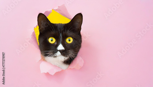 Funny black cat looks through ripped hole in pink paper backgroud. Peekaboo