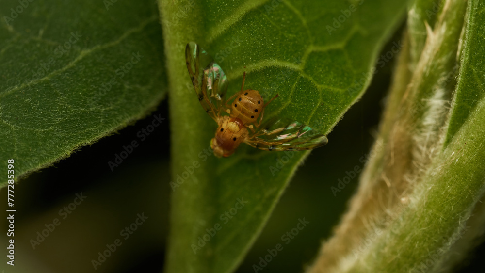 Small yellow fly perched on a green leaf. Small yellow fly perched on a green leaf.