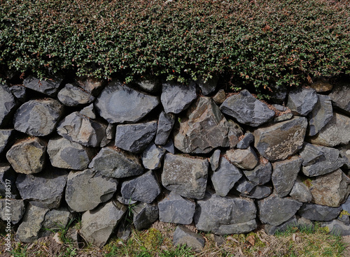 the dry wall serves as a terrace terrace for the garden, where it holds a mass of soil. the wall is slightly curved, which helps it to stabilize better. planting perennials and rock gardens photo