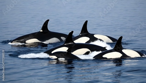 A-Pod-Of-Killer-Whales-With-Their-Distinctive-Blac-