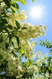 a sunny day take a photo of a flowering tree with white blossoms, 