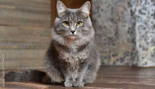 Grey and white cat itting in front of white background photo