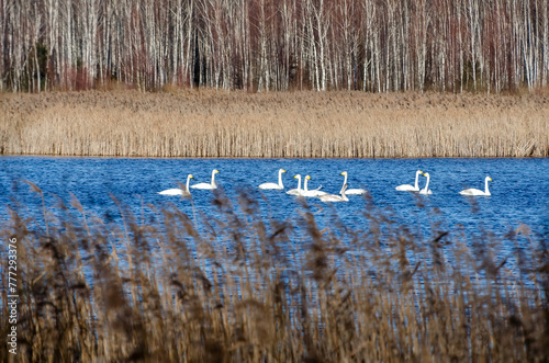 Wallpaper Mural On a spring day, a flock of birds swims in the blue water lake. Torontodigital.ca