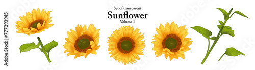 Fototapeta Naklejka Na Ścianę i Meble -  A series of isolated flower in cute hand drawn style. Sunflower in vivid colors on transparent background. Drawing of floral elements for coloring book or fragrance design. Volume 1.