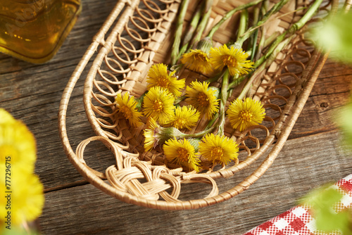 Fresh coltsfoot or Tussilago flowers harvested in spring in a basket on a table photo