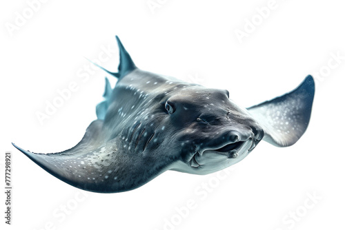 Sea Stingray isolated on transparent background